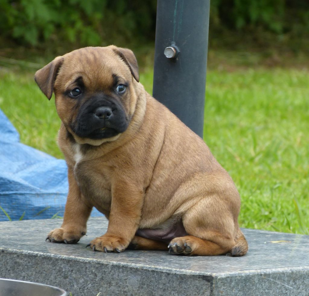 Just In Love - Chiot disponible  - Staffordshire Bull Terrier