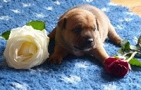 Just In Love - Staffordshire Bull Terrier - Portée née le 06/07/2016