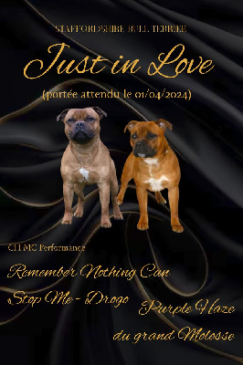 Just In Love - Staffordshire Bull Terrier - Portée née le 30/03/2024
