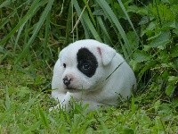 Just In Love - Staffordshire Bull Terrier - Portée née le 05/05/2021