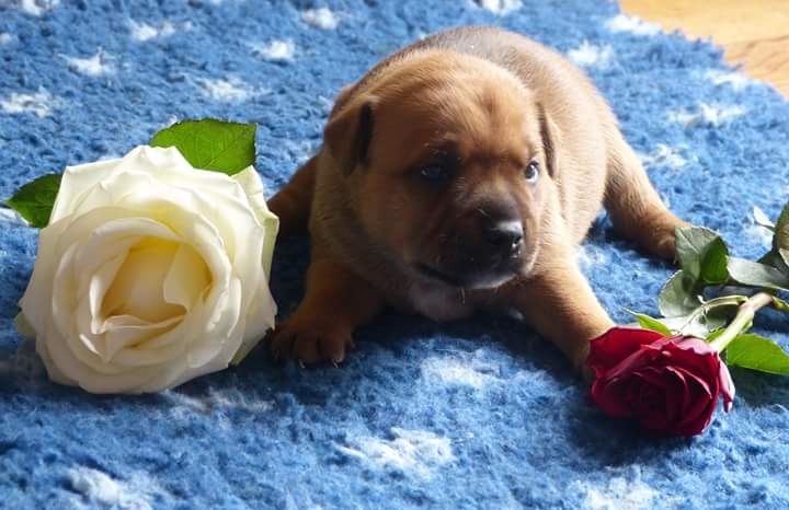 Just In Love - Staffordshire Bull Terrier - Portée née le 06/07/2016