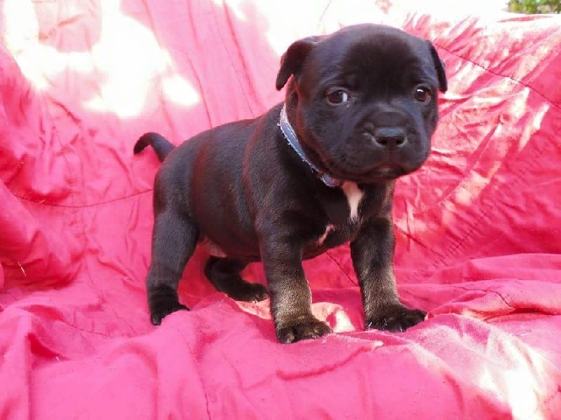 Just In Love - Staffordshire Bull Terrier - Portée née le 24/04/2015