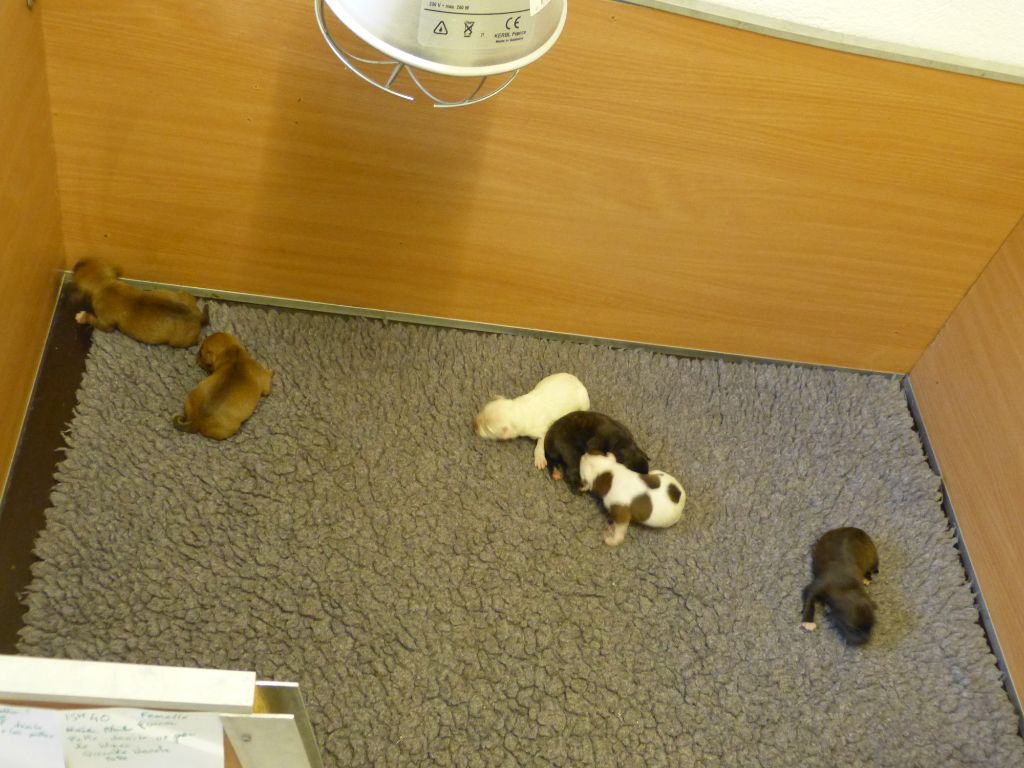 Just In Love - Staffordshire Bull Terrier - Portée née le 02/02/2023