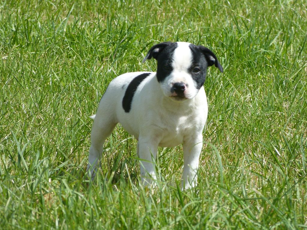 Just In Love - Staffordshire Bull Terrier - Portée née le 02/04/2017