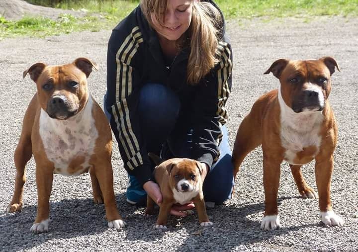 Just In Love - Staffordshire Bull Terrier - Portée née le 03/08/2015