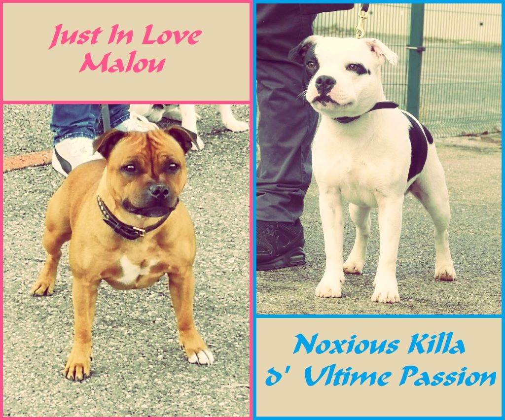 Just In Love - Staffordshire Bull Terrier - Portée née le 09/03/2019