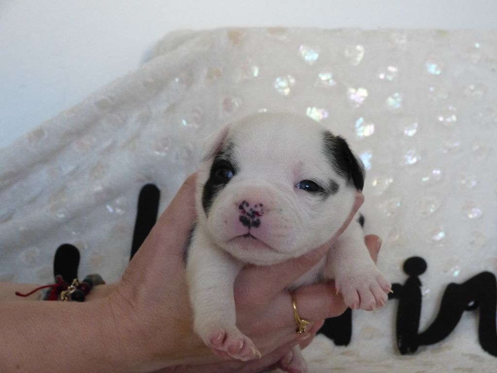 Just In Love - Chiots disponibles - Staffordshire Bull Terrier