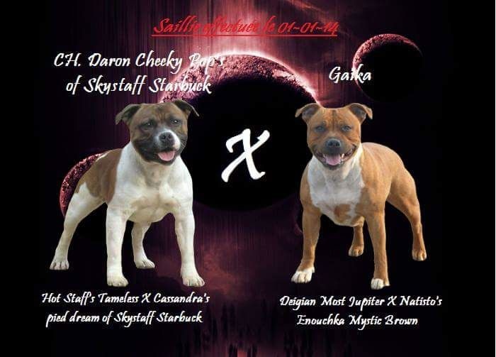 Just In Love - Staffordshire Bull Terrier - Portée née le 03/03/2014