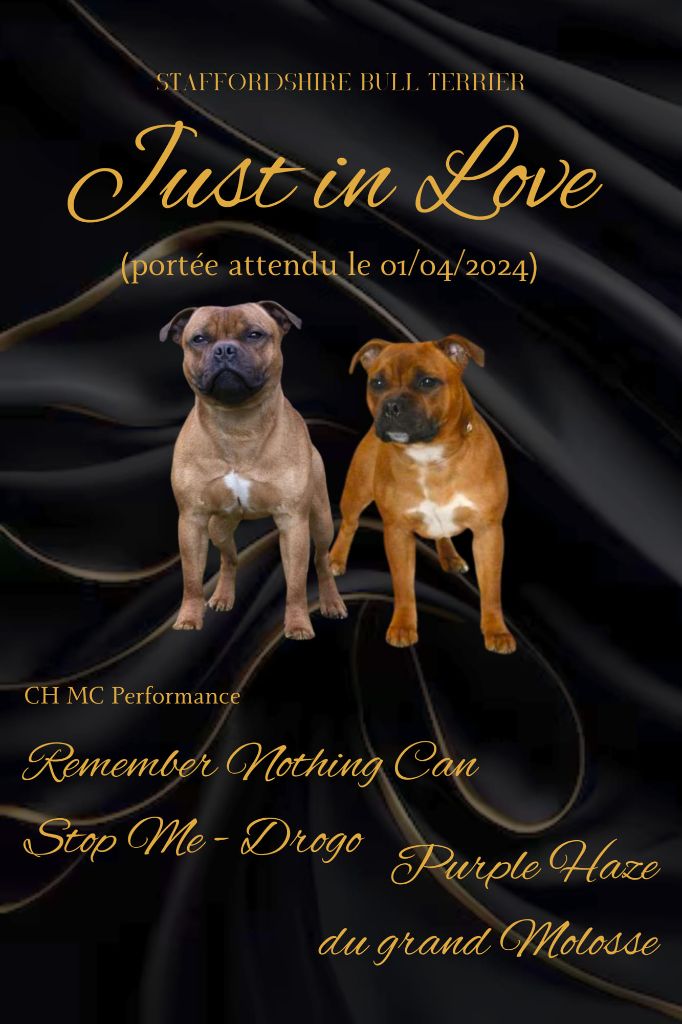 Just In Love - Staffordshire Bull Terrier - Portée née le 30/03/2024
