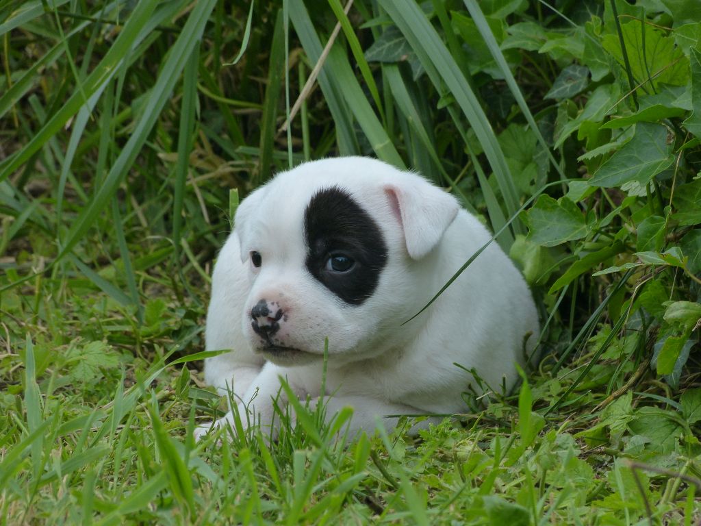 Just In Love - Staffordshire Bull Terrier - Portée née le 05/05/2021